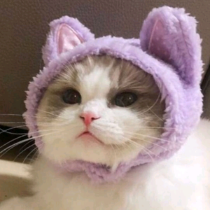 猫朵头像