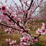 松涛阵阵22头像
