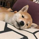 用户60866591877头像