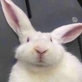 A .Sugar。🐰头像