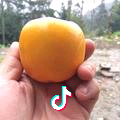 阿俊（星兴之火）头像