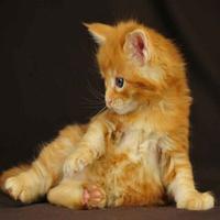 奇妙帆船9H6头像