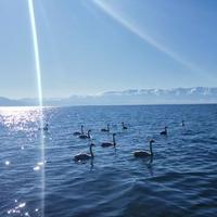 胖大星期一头像