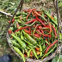 大农村户口头像