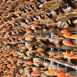 用户1325065688869头像