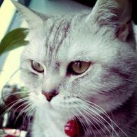 率真饼干0Cx头像