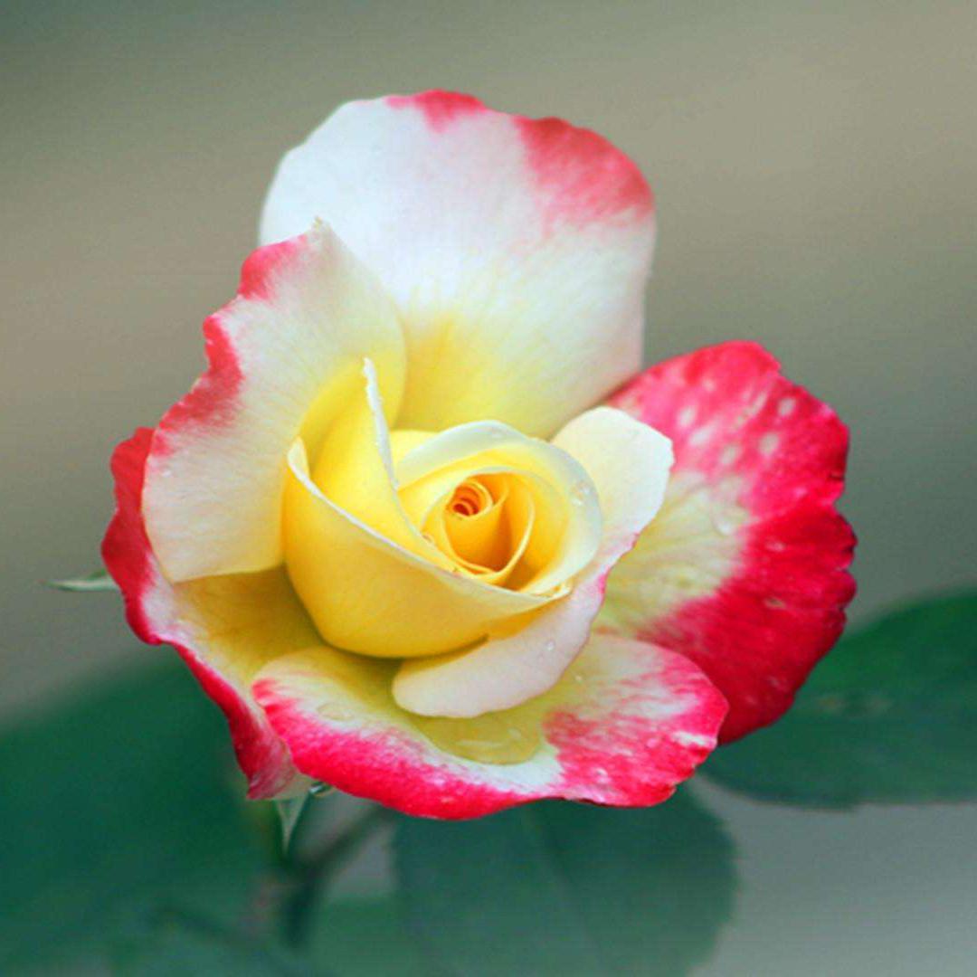 花开叶落头像