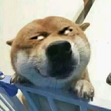 幸福猪头肉mm头像