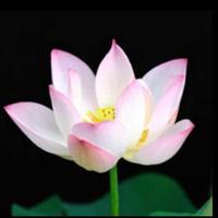 桃花源彩云间头像