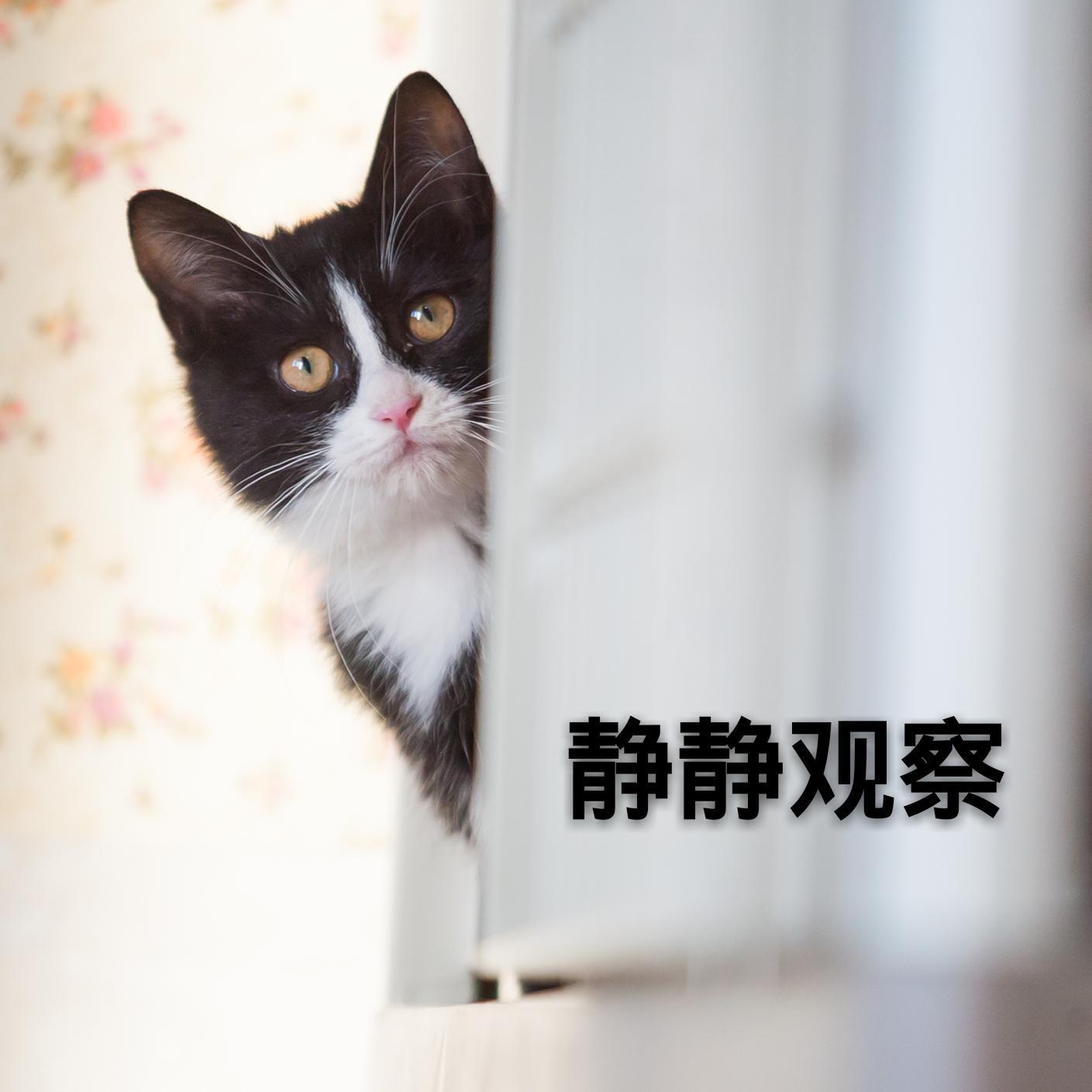 爱开车的小猪猪头像