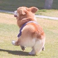 双连屏丑的一坨屎头像