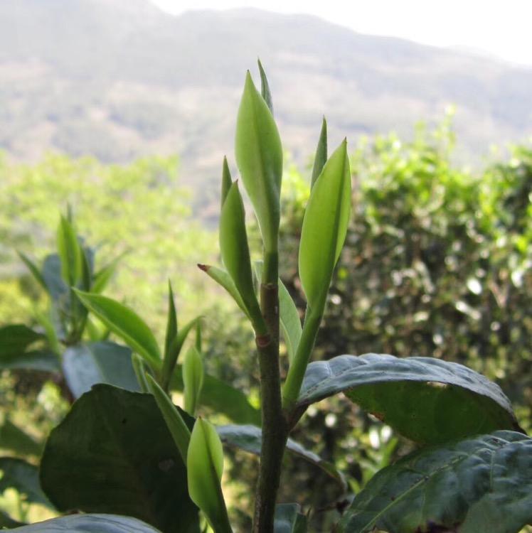 普洱茶无量山头像