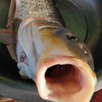 天上飞的草鱼头像