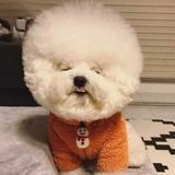 小树苗头像