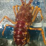 华兴烧腊炖品头像