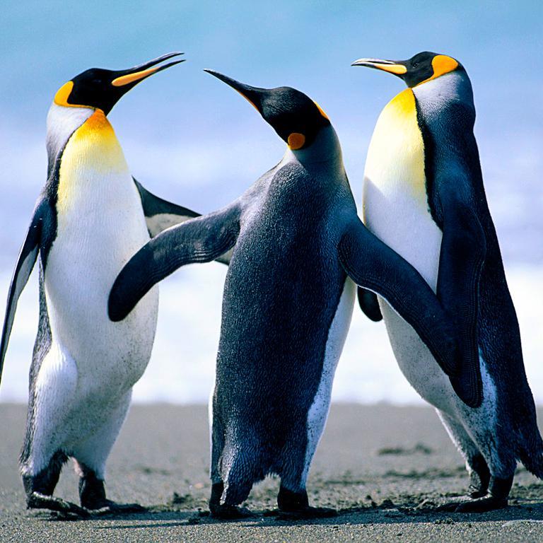 三個企鹅影视头像