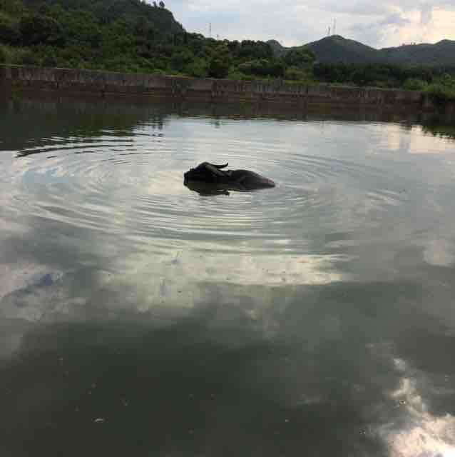 湘约乡村头像