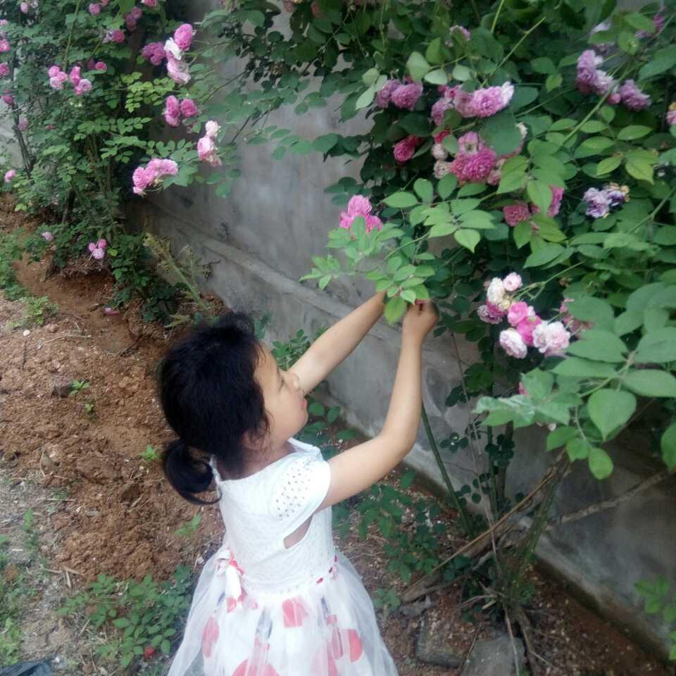 欢乐香果园头像