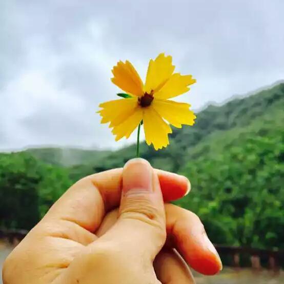 烟雨任红楼头像