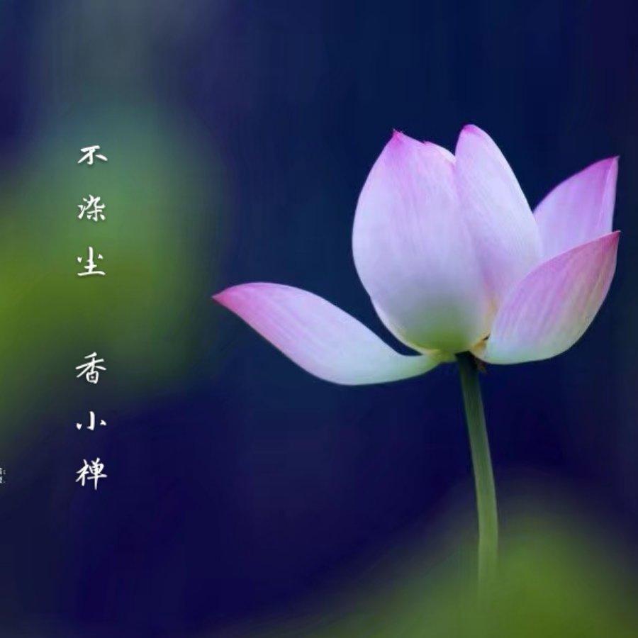 A婉月禅香----香小禅413头像