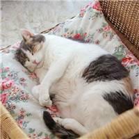 康桑阿米达头像