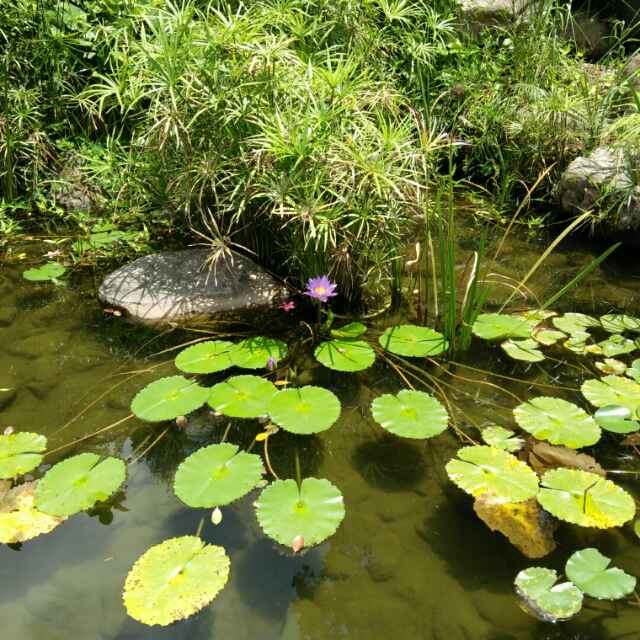 一枝独秀627头像