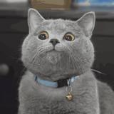 35264253头像