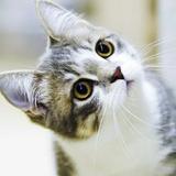 青涩花猫Khy头像