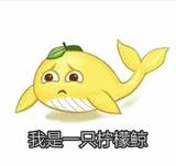 我是一只柠檬鲸头像