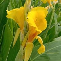 正大光明泡泡虎头像