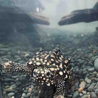 斑马斑马1999头像