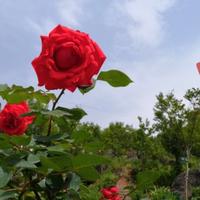 老家丹江湖头像