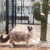 賊6的贼船头像