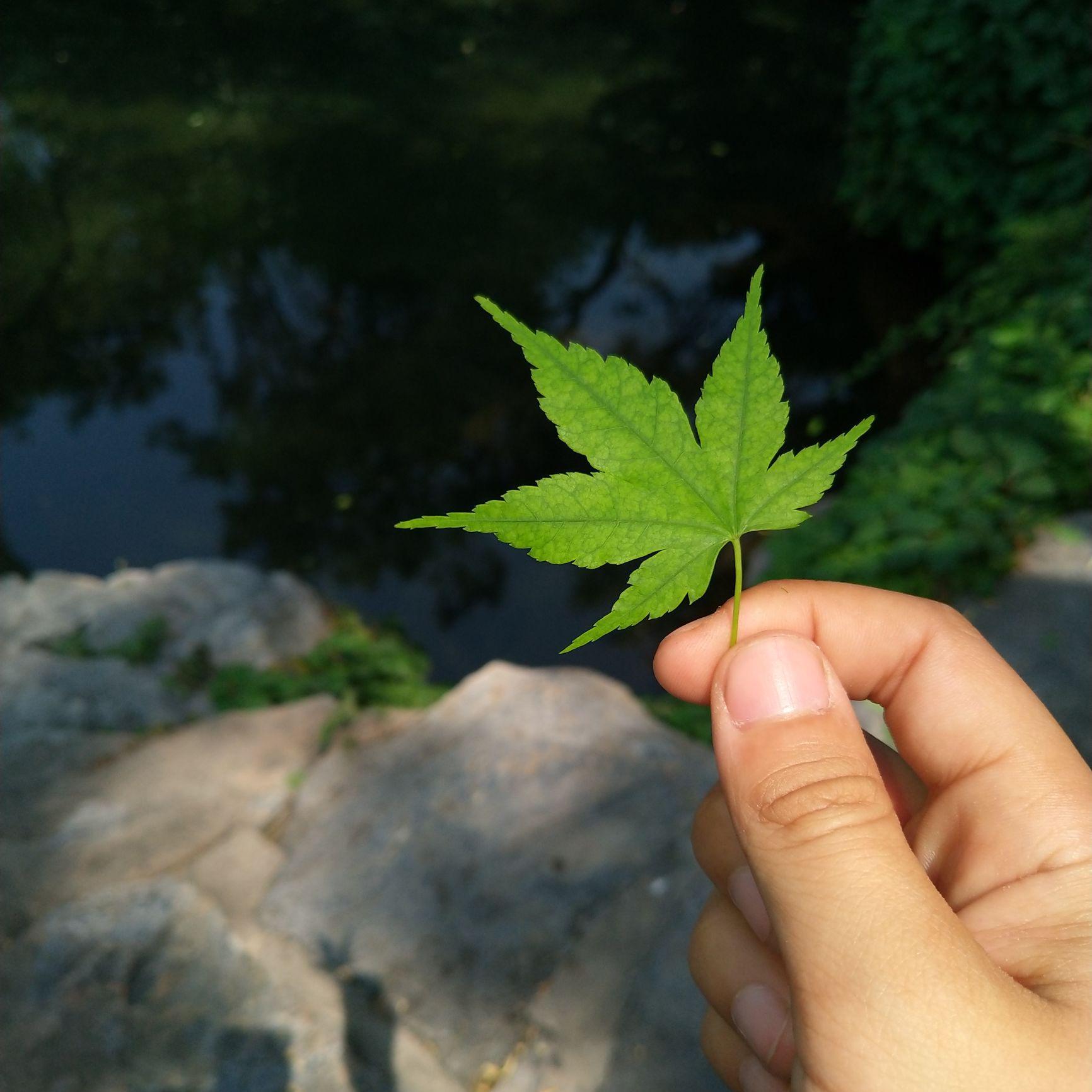 沃土隐石头像