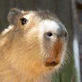 每日一豚capybara头像