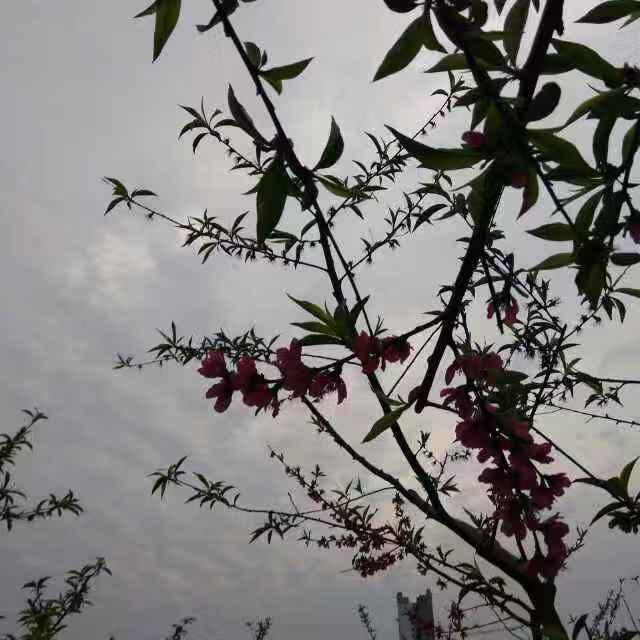 西门有晴头像