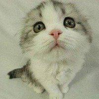 用户106117555533头像