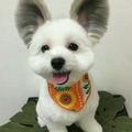 蓝燕车业头像