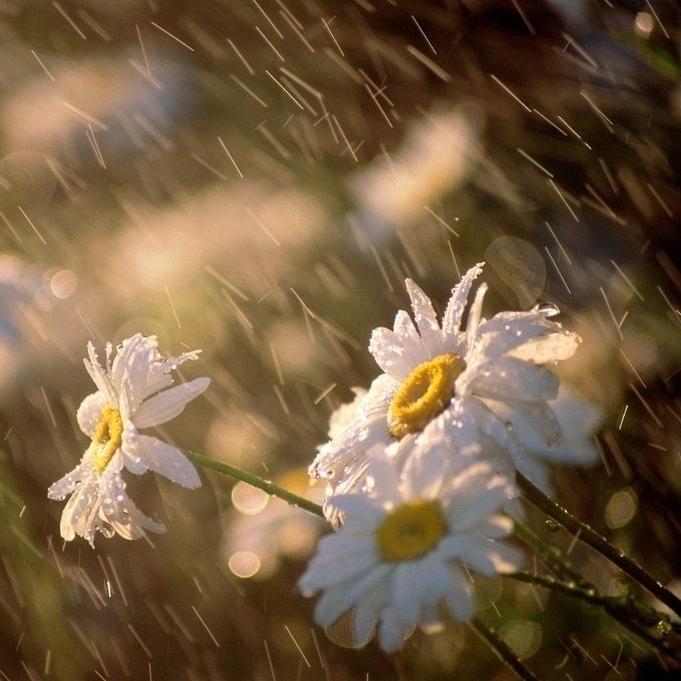 繁华落雨多悲伤头像