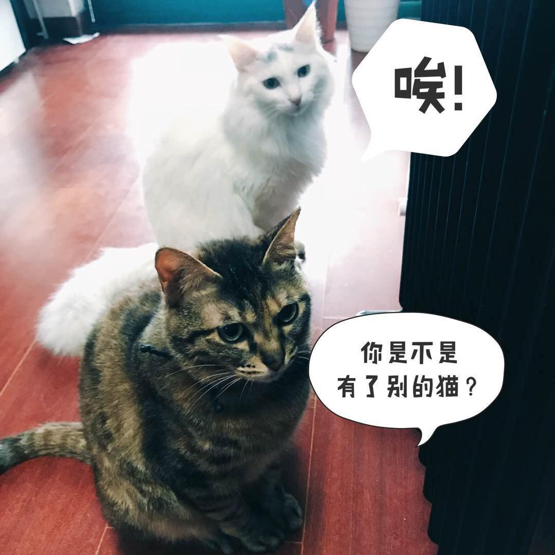 瑾宝的猫头像