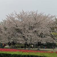 菜青虫1024头像