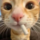 沉着豆浆VgA头像