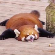 ldothdot的个人资料头像