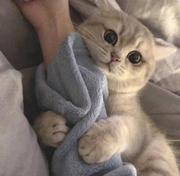 elf泛泛的个人资料头像