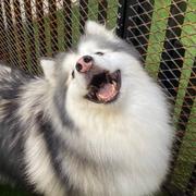 麻辣香蝈蝈的个人资料头像