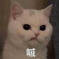 小毛球759头像