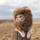 卖呆儿的个人资料头像