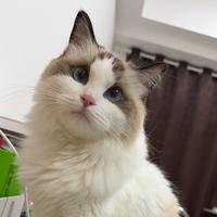 分秒必争小猫AEE头像