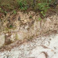 欢快小红花2k1头像