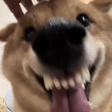 刚果老黑头像